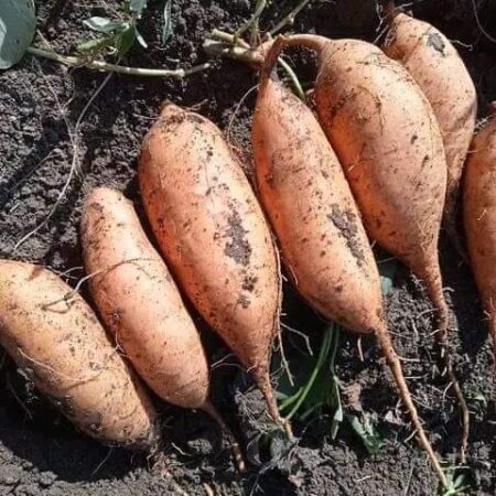 Sweet Potato