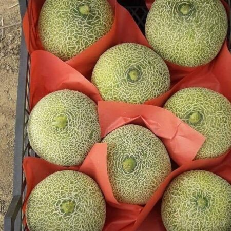 Cantaloupe (Melon)