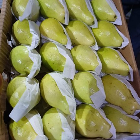 Green Guava
