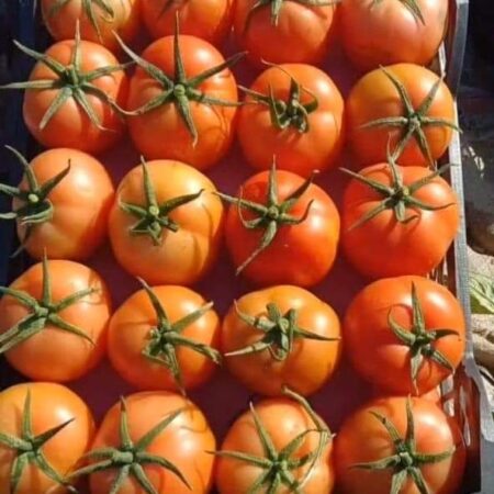 Tomatoes