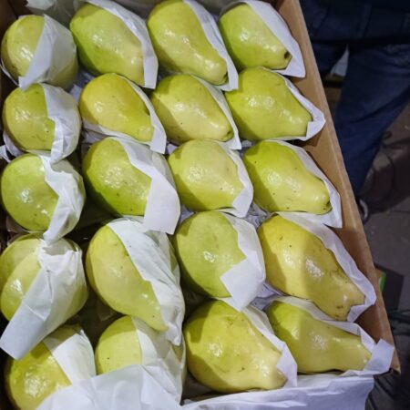 Guava